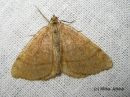 Tiedostonimi=Macaria_brunneata_viitamittari_27_7_2017.jpg
Tiedostokoko=73kt
Koko=600x450
Lisätty=16.01.2018 Macaria_brunneata_viitamittari_27_7_2017.jpg