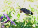 Macroglossum_stellatarum_isopaivakiitaja_IMG_4382.jpg