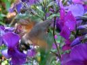 Macroglossum_stellatarum_isopaivakiitaja_IMG_4390.jpg