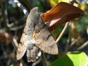 Macroglossum_stellatarum_isopaivakiitaja_IMG_4393.jpg