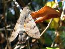 Macroglossum_stellatarum_isopaivakiitaja_IMG_4400.jpg