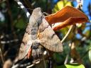 Macroglossum_stellatarum_isopaivakiitaja_IMG_4403.jpg