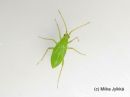 Macrolophus_pygmaeus_nymph_pahkamolude_nymfi_17_4_2017.jpg