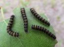 Macrothylacia_rubi_larva_heinahukka_toukka_IMG_5804.jpg