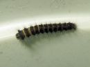 Macrothylacia_rubi_larva_heinahukka_toukka_IMG_5808.jpg