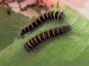 Macrothylacia_rubi_larva_heinahukka_toukka_IMG_5810.jpg