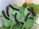 Macrothylacia_rubi_larva_heinahukka_toukka_IMG_5819.jpg