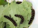 Macrothylacia_rubi_larva_heinahukka_toukka_IMG_5821.jpg