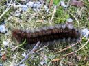 Macrothylacia_rubi_larva_heinahukka_toukka_IMG_6013.JPG