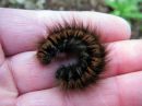 Macrothylacia_rubi_larva_heinahukka_toukka_IMG_6015.JPG