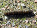 Macrothylacia_rubi_larva_heinahukka_toukka_IMG_6017.JPG