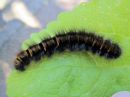 Macrothylacia_rubi_larva_heinahukka_toukka_IMG_6018.JPG