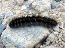 Macrothylacia_rubi_larva_heinahukka_toukka_IMG_6019.JPG