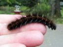 Macrothylacia_rubi_larva_heinahukka_toukka_IMG_6024.JPG