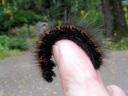 Macrothylacia_rubi_larva_heinahukka_toukka_IMG_6025.JPG