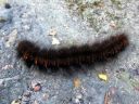 Macrothylacia_rubi_larva_heinahukka_toukka_IMG_7464.JPG