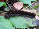 Macrothylacia_rubi_larva_heinahukka_toukka_IMG_8460.JPG