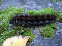 Macrothylacia_rubi_larva_heinahukka_toukka_IMG_8462.JPG