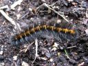 Macrothylacia_rubi_larva_heinahukka_toukka_IMG_8834.JPG