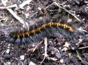 Macrothylacia_rubi_larva_heinahukka_toukka_IMG_8835.JPG