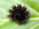 Macrothylacia_rubi_larva_heinahukka_toukka_IMG_8836.JPG