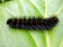 Macrothylacia_rubi_larva_heinahukka_toukka_IMG_8838.JPG