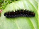 Macrothylacia_rubi_larva_heinahukka_toukka_IMG_8839.JPG