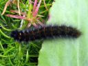 Macrothylacia_rubi_larva_heinahukka_toukka_IMG_8841.JPG