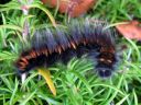 Macrothylacia_rubi_larva_heinahukka_toukka_IMG_8854.JPG