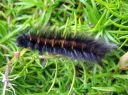 Macrothylacia_rubi_larva_heinahukka_toukka_IMG_8866.JPG