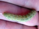 Mamestra_brassicae_larva_kaalitarhayokkonen_toukka_IMG_1497_xnbak.jpg