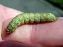 Mamestra_brassicae_larva_kaalitarhayokkonen_toukka_IMG_1498.JPG