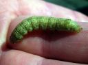 Mamestra_brassicae_larva_kaalitarhayokkonen_toukka_IMG_1499.JPG