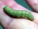 Mamestra_brassicae_larva_kaalitarhayokkonen_toukka_IMG_1501.JPG