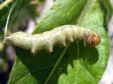 Mamestra_brassicae_larva_kaalitarhayokkonen_toukka_IMG_1502.JPG