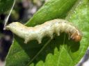 Mamestra_brassicae_larva_kaalitarhayokkonen_toukka_IMG_1503.JPG