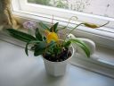 Masdevallia__Aquarius__BK_200605_IMG_0913.jpg