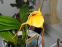 Masdevallia__Aquarius__BK_200605_IMG_1978.jpg