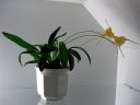 Masdevallia__Aquarius__BK_200605_IMG_9350.jpg