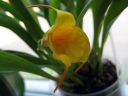 Masdevallia__Aquarius__MV_20090512_IMG_1962.jpg