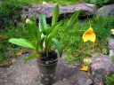 Masdevallia__Aquarius__MV_20090512_IMG_2304.jpg