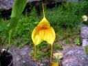 Masdevallia__Aquarius__MV_20090512_IMG_2305.jpg