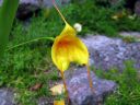 Masdevallia__Aquarius__MV_20090512_IMG_2306.jpg