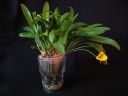 Masdevallia__Aquarius__MV_20090512_IMG_4642.jpg