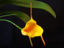 Masdevallia__Aquarius__MV_20090512_IMG_4644.jpg