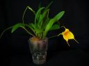 Masdevallia__Aquarius__MV_20090512_IMG_6445.jpg