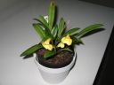 Masdevallia_sp__BK_200606_IMG_1570.jpg