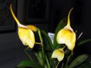 Masdevallia_sp__BK_200606_IMG_1575.jpg