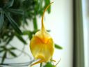 Masdevallia_sp__BK_200606_IMG_2379.jpg