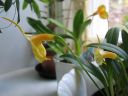 Masdevallia_sp__BK_200606_IMG_2380.jpg